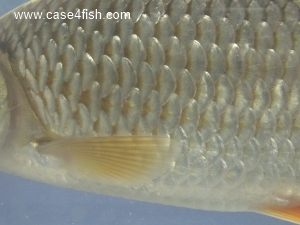 Foto Galerie/Cypriniformes/Cyprinidae/Rutilus rutilus/Rutilus rutilus_07_S.jpg
